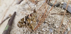 Vanessa cardui
