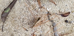 Vanessa cardui