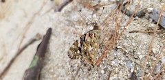 Vanessa cardui