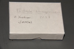 Psilocybe subaeruginascens