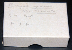 Leratiomyces squamosus thraustus