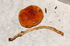 Leratiomyces squamosus thraustus