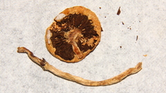 Leratiomyces squamosus thraustus