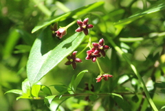 Vincetoxicum barbatum