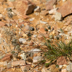 Enneapogon lindleyanus