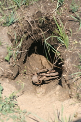 Marmota kastschenkoi