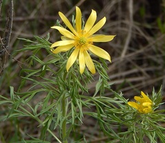 Adonis volgensis