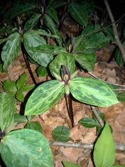 Trillium gracile