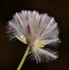 Ptilotus drummondii