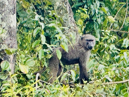 Olive Baboon