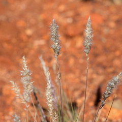 Enneapogon polyphyllus