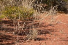 Aristida inaequiglumis