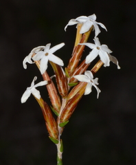 Lysinema pentapetalum