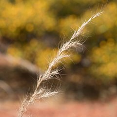 Aristida inaequiglumis