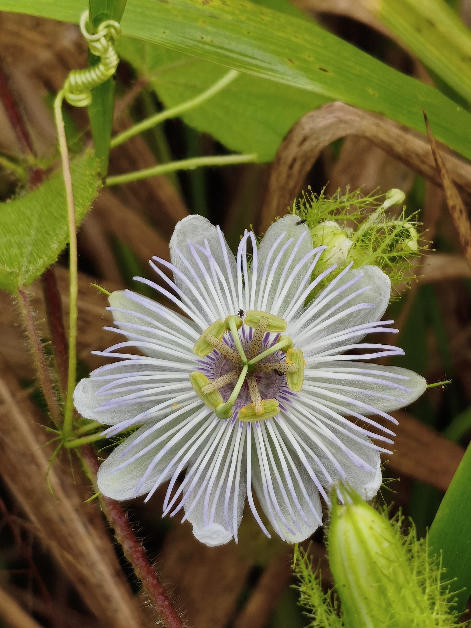 Passiflora foetida