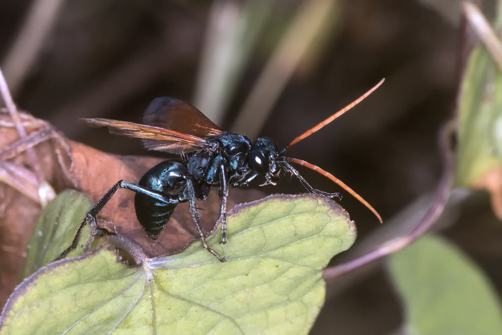 Entypus ochrocerus