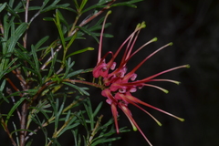 Grevillea thelemanniana