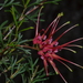 Grevillea thelemanniana - Photo (c) Tim Hammer, μερικά δικαιώματα διατηρούνται (CC BY), uploaded by Tim Hammer