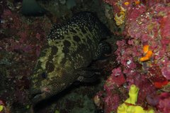 Epinephelus polyphekadion