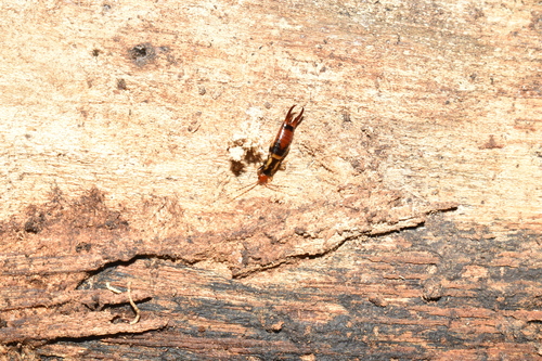 Nesogaster aculeatus observed 2025-10-04