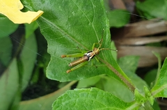 Pirithoicus ophthalmicus