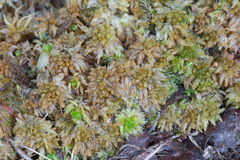 Sphagnum centrale