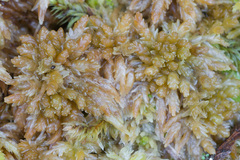 Sphagnum centrale