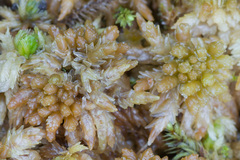 Sphagnum centrale