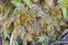 Sphagnum centrale