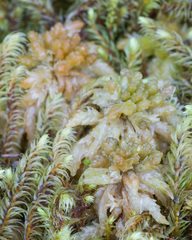 Sphagnum centrale