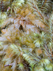 Sphagnum centrale