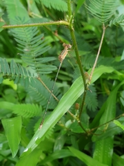 Lestes elatus