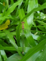 Lestes elatus