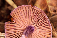 Cortinarius anomalus