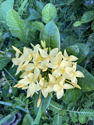 Ixora coccinea