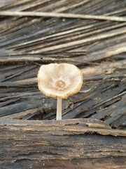 Agaricales