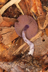 Cortinarius anomalus