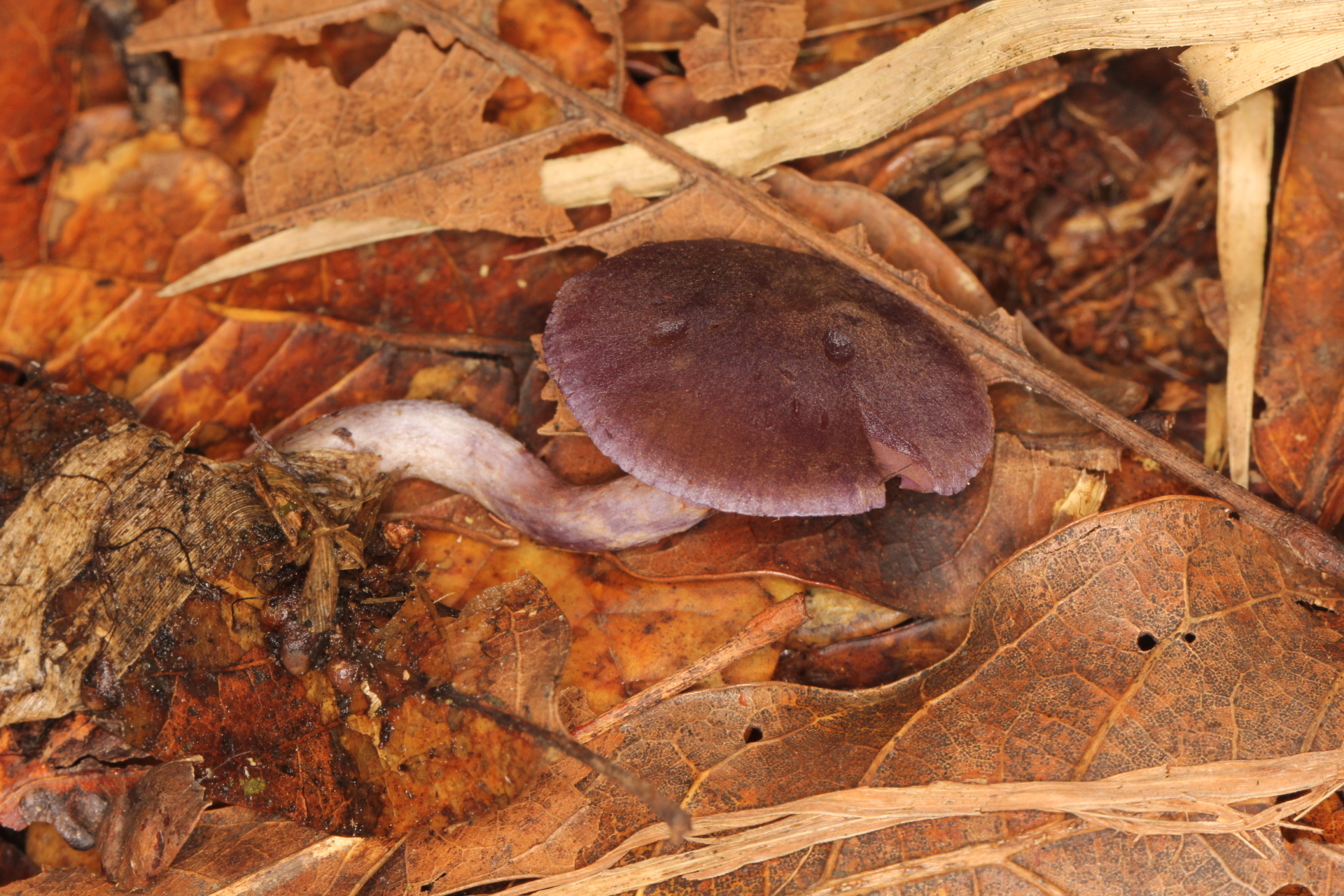 Cortinarius anomalus image