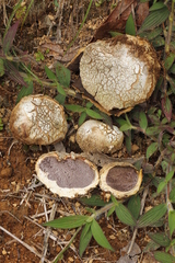 Scleroderma texense