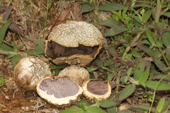 Scleroderma texense