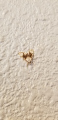 Cirrhochrista kosemponialis