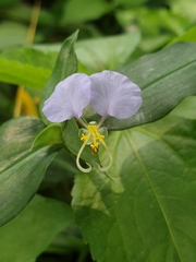 Commelina undulata