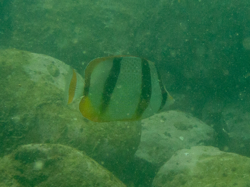 Chaetodon hoefleri observed 2025-09-28