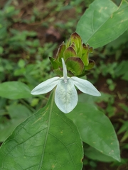 Ecbolium ligustrinum