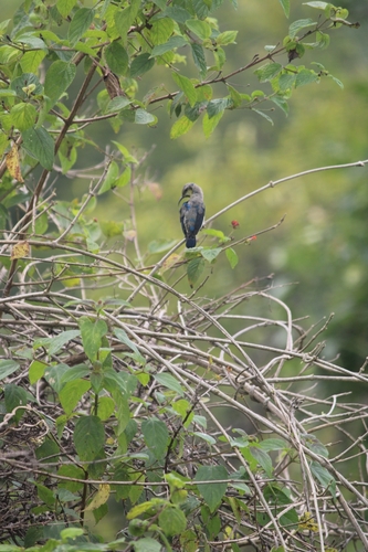 Purple Sunbird