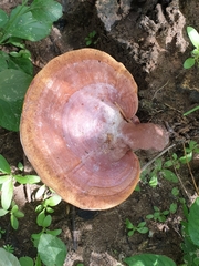 Ganoderma