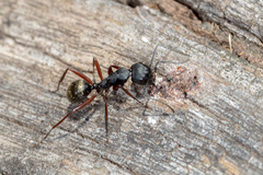 Camponotus oxleyi