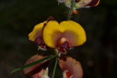 Bossiaea ornata