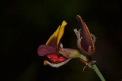 Bossiaea ornata