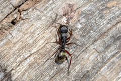 Camponotus oxleyi